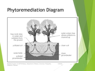 Phytoremediation Diagram
1/24/201
7
Mujahid Hussain (12) M.Phil Botany, Department of Botany, Unversity of Sargodha,
Sargodha, Pakistan
5
 