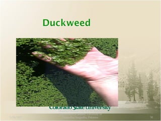 1/24/2017
Mujahid Hussain (12) M.Phil Botany,
Department of Botany, Unversity of
Sargodha, Sargodha, Pakistan 50
 