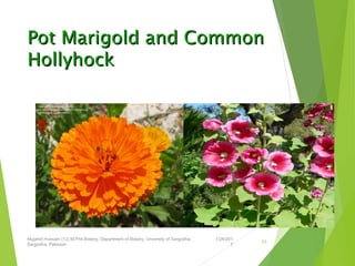 Pot Marigold and CommonPot Marigold and Common
HollyhockHollyhock
1/24/201
7
Mujahid Hussain (12) M.Phil Botany, Department of Botany, Unversity of Sargodha,
Sargodha, Pakistan
53
 