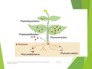 1/24/201
7
Mujahid Hussain (12) M.Phil Botany, Department of Botany, Unversity of Sargodha,
Sargodha, Pakistan
55
 