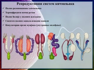 Репродуктивни систем кичмењака
 Полно размножавање кичмењака
 Хермафродити веома ретки
 Полне ћелије у полним жлездама
 Сиситем полних канала-изводни канали
 Копулаторни орган мужјака (унутрашње оплођење)
 