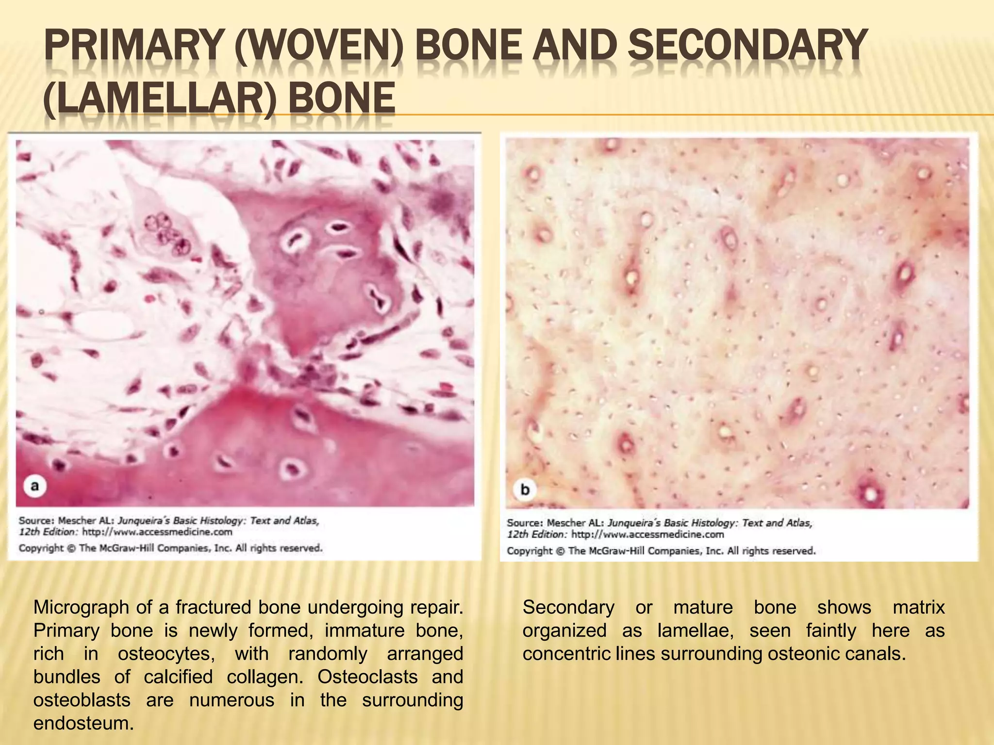 Histology of Bone | PPTX