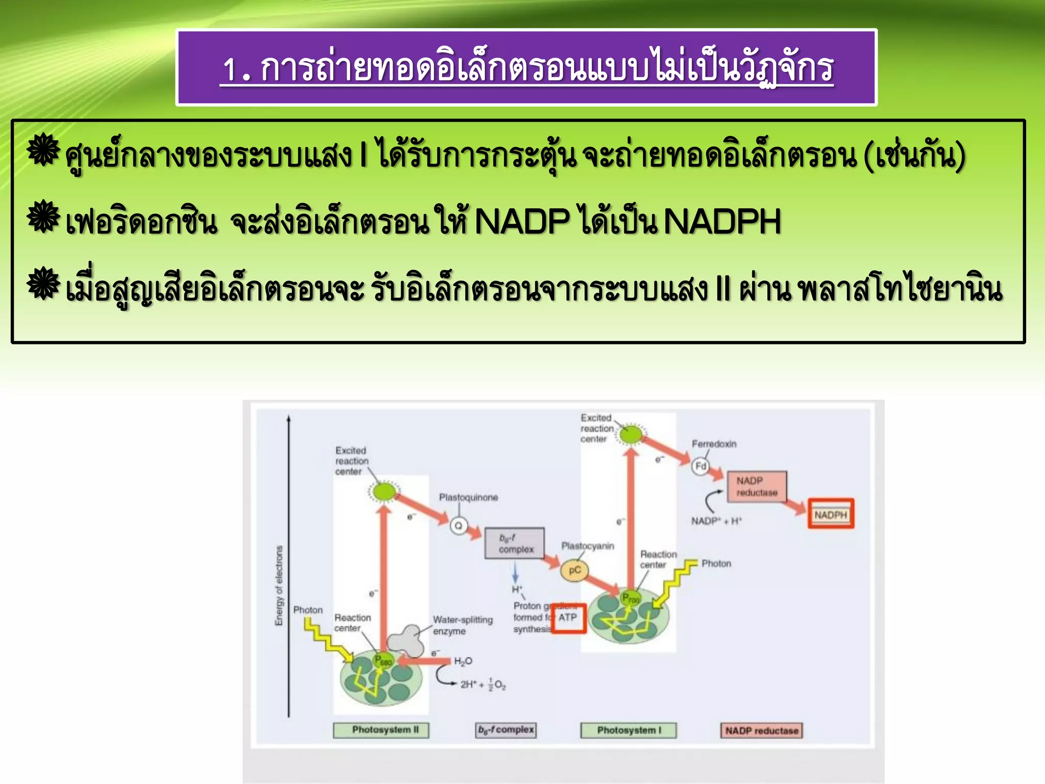 1.การถ่ายทอดอิเล็กตรอนแบบไม่เป็นวัฏจักร
ศูนย์กลางของระบบแสงI ได้รับการกระตุ้นจะถ่ายทอดอิเล็กตรอน(เช่นกัน)
เฟอริดอกซิน จะส่งอิเล็กตรอนให้ NADPได้เป็นNADPH
เมื่อสูญเสียอิเล็กตรอนจะรับอิเล็กตรอนจากระบบแสงII ผ่านพลาสโทไซยานิน
 