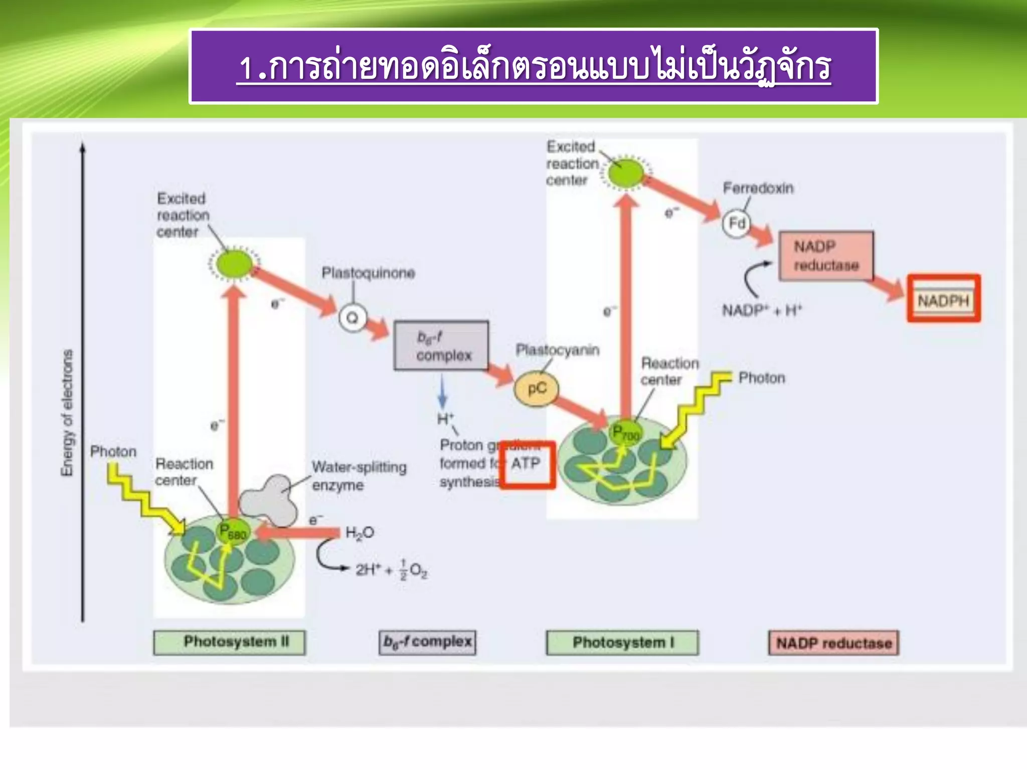 1.การถ่ายทอดอิเล็กตรอนแบบไม่เป็นวัฏจักร
 