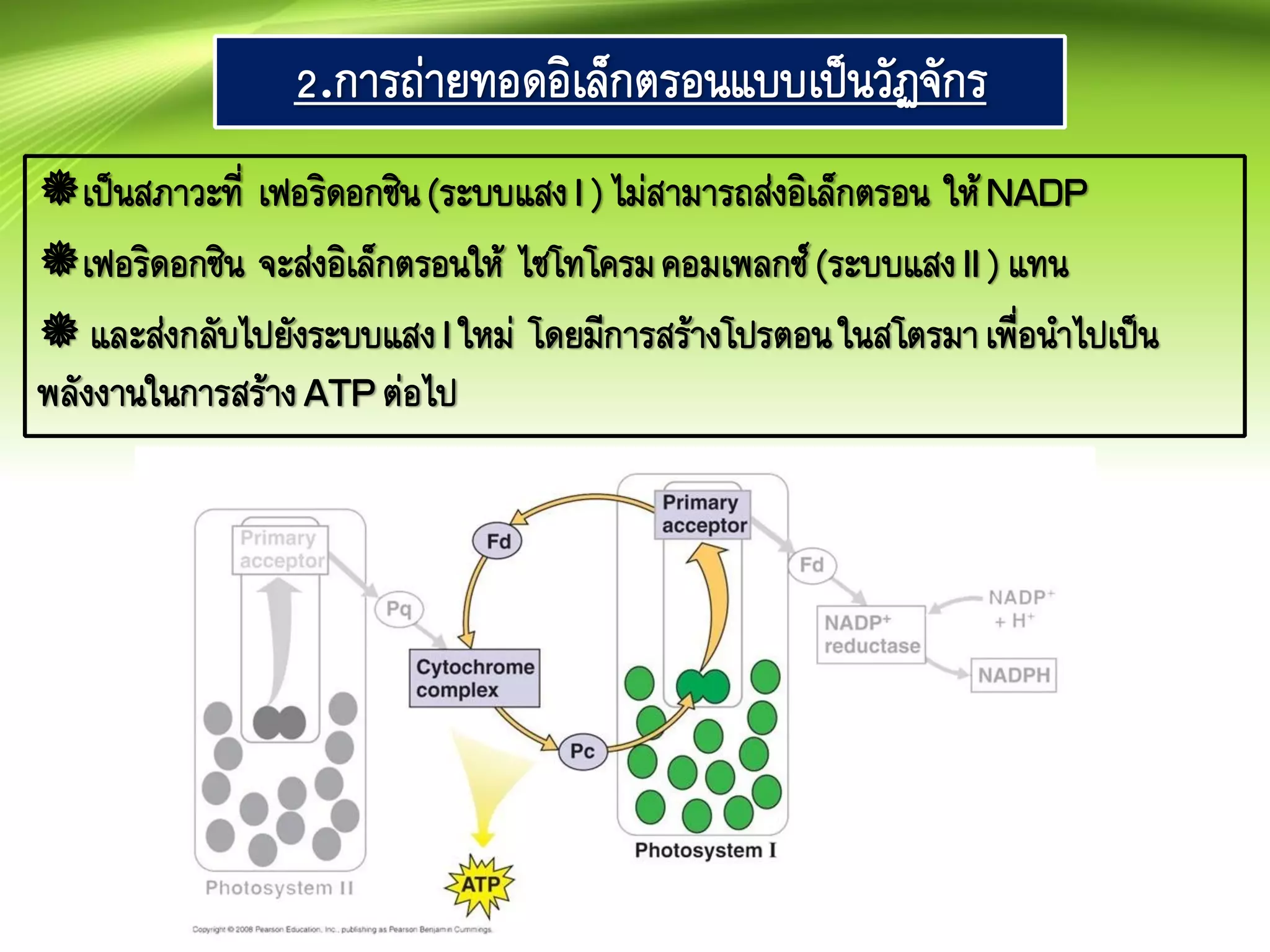 2.การถ่ายทอดอิเล็กตรอนแบบเป็นวัฏจักร
เป็นสภาวะที่ เฟอริดอกซิน(ระบบแสงI ) ไม่สามารถส่งอิเล็กตรอน ให้NADP
เฟอริดอกซิน จะส่งอิเล็กตรอนให้ ไซโทโครมคอมเพลกซ์(ระบบแสงII) แทน
 และส่งกลับไปยังระบบแสงI ใหม่ โดยมีการสร้างโปรตอนในสโตรมาเพื่อนาไปเป็น
พลังงานในการสร้างATPต่อไป
 