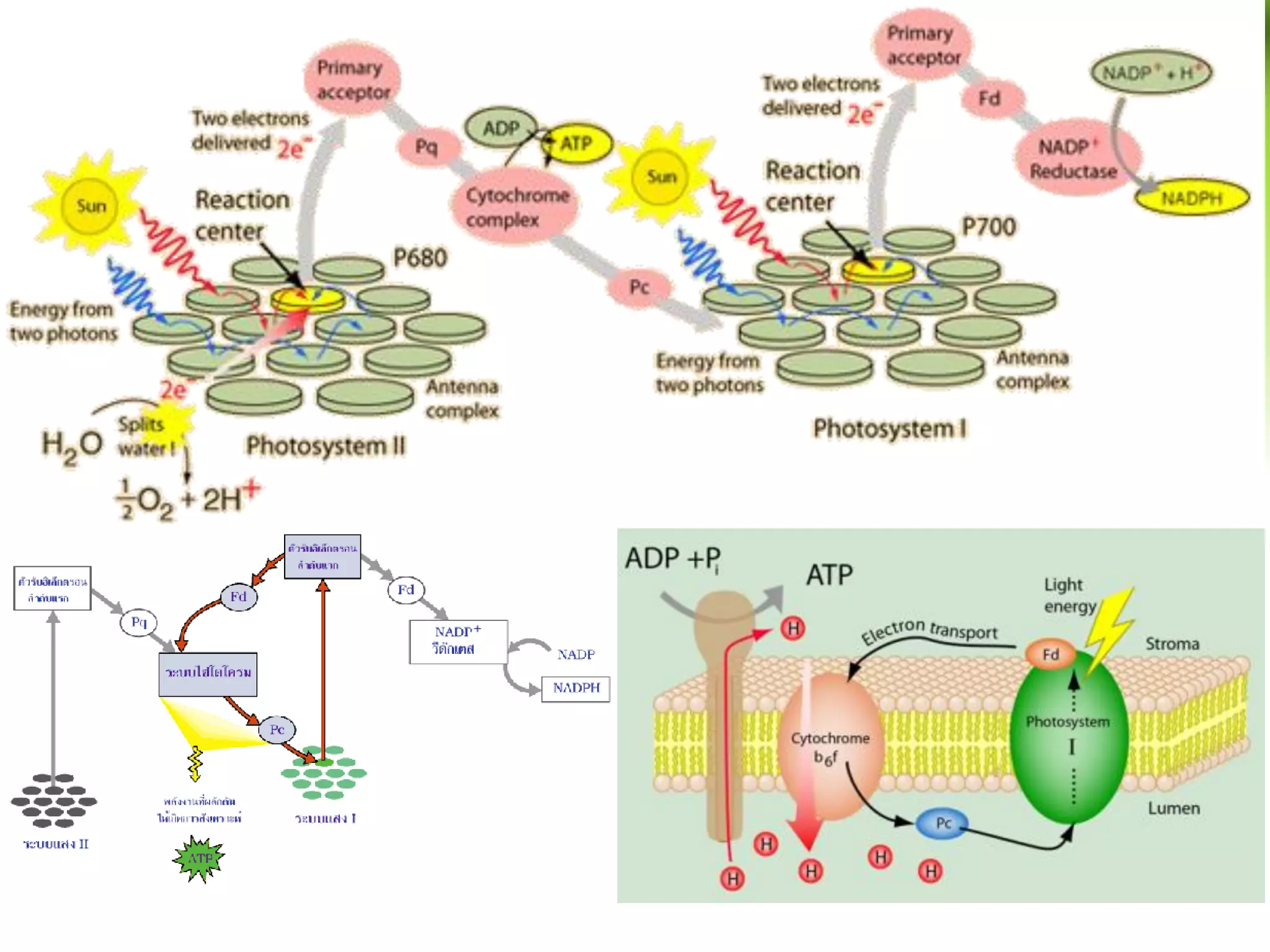 5.2 การถ่ายทอดอิเล็กตรอนแบบเป็นวัฏจักร
 