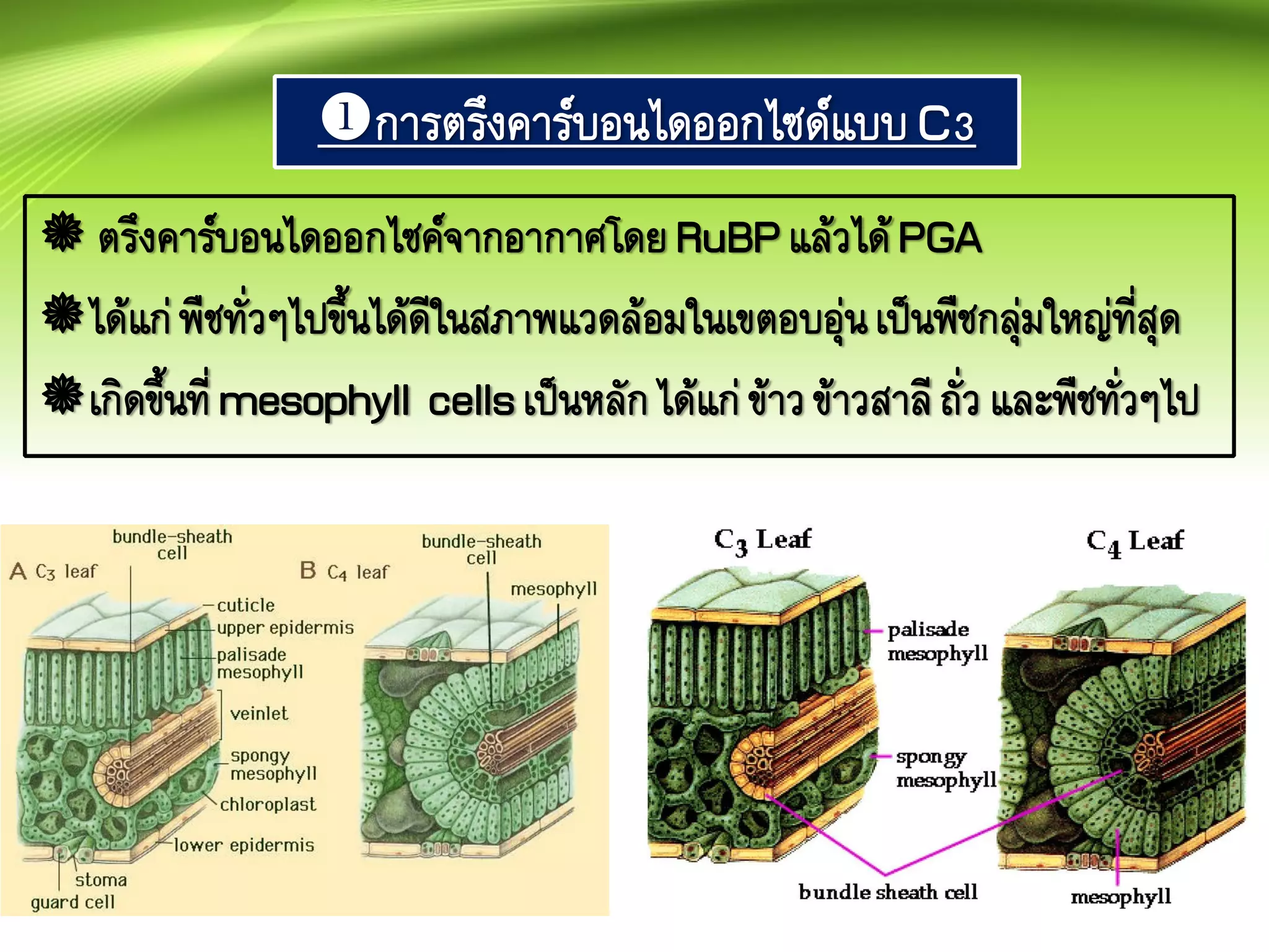 การตรึงคาร์บอนไดออกไซด์แบบC3
 ตรึงคาร์บอนไดออกไซค์จากอากาศโดยRuBPแล้วได้PGA
ได้แก่พืชทั่วๆไปขึ้นได้ดีในสภาพแวดล้อมในเขตอบอุ่นเป็นพืชกลุ่มใหญ่ที่สุด
เกิดขึ้นที่mesophyll cellsเป็นหลักได้แก่ข้าวข้าวสาลีถั่ว และพืชทั่วๆไป
 