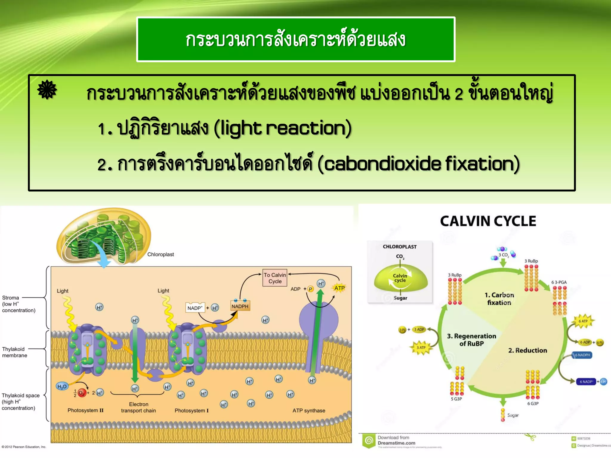 กระบวนการสังเคราะห์ด้วยแสง
กระบวนการสังเคราะห์ด้วยแสงของพืชแบ่งออกเป็น2 ขั้นตอนใหญ่
1. ปฏิกิริยาแสง(lightreaction)
2. การตรึงคาร์บอนไดออกไซด์(cabondioxidefixation)
 