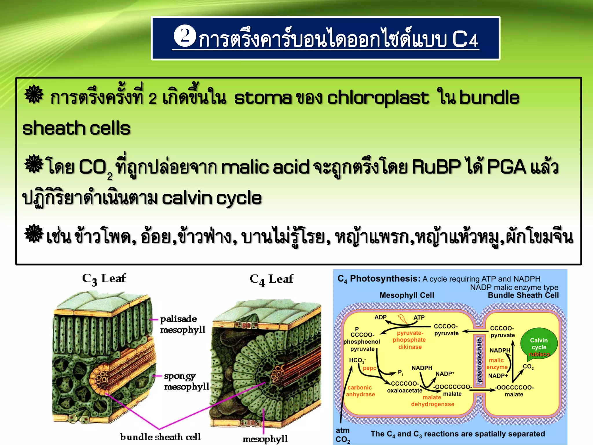 40
การตรึงคาร์บอนไดออกไซด์แบบC4
 การตรึงครั้งที่2 เกิดขึ้นใน stomaของchloroplast ในbundle
sheathcells
โดยCO2ที่ถูกปล่อยจากmalicacidจะถูกตรึงโดยRuBPได้ PGAแล้ว
ปฏิกิริยาดาเนินตามcalvincycle
เช่นข้าวโพด,อ้อย,ข้าวฟ่าง,บานไม่รู้โรย,หญ้าแพรก,หญ้าแห้วหมู,ผักโขมจีน
 