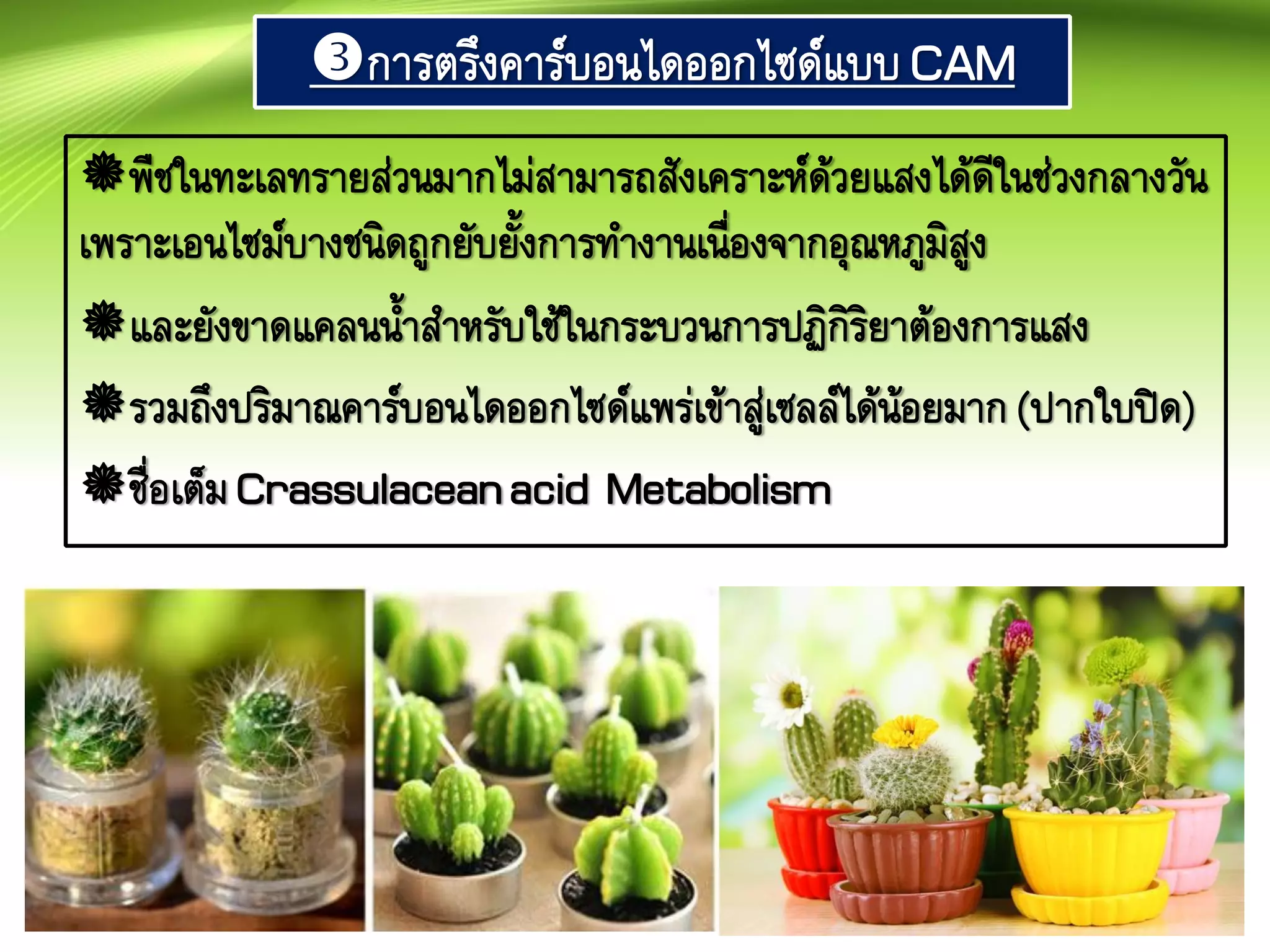 การตรึงคาร์บอนไดออกไซด์แบบCAM
พืชในทะเลทรายส่วนมากไม่สามารถสังเคราะห์ด้วยแสงได้ดีในช่วงกลางวัน
เพราะเอนไซม์บางชนิดถูกยับยั้งการทางานเนื่องจากอุณหภูมิสูง
และยังขาดแคลนน้าสาหรับใช้ในกระบวนการปฏิกิริยาต้องการแสง
รวมถึงปริมาณคาร์บอนไดออกไซด์แพร่เข้าสู่เซลล์ได้น้อยมาก(ปากใบปิด)
ชื่อเต็มCrassulaceanacid Metabolism
 