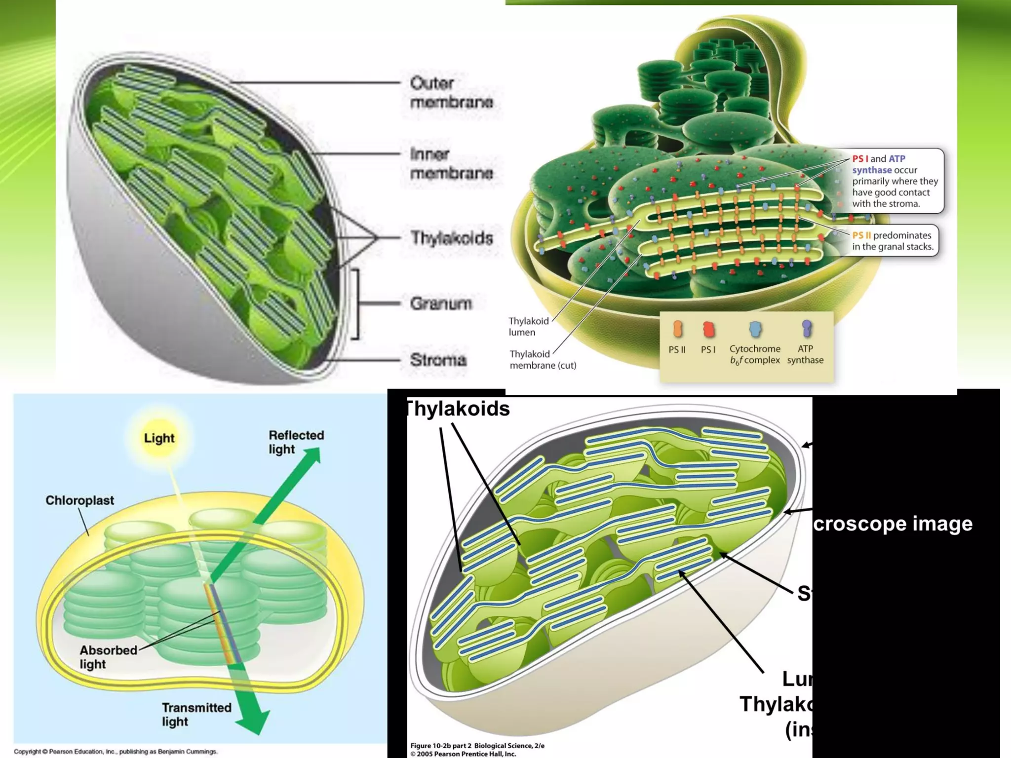 1) คลอโรพลาสต์ (Chloroplast)
 