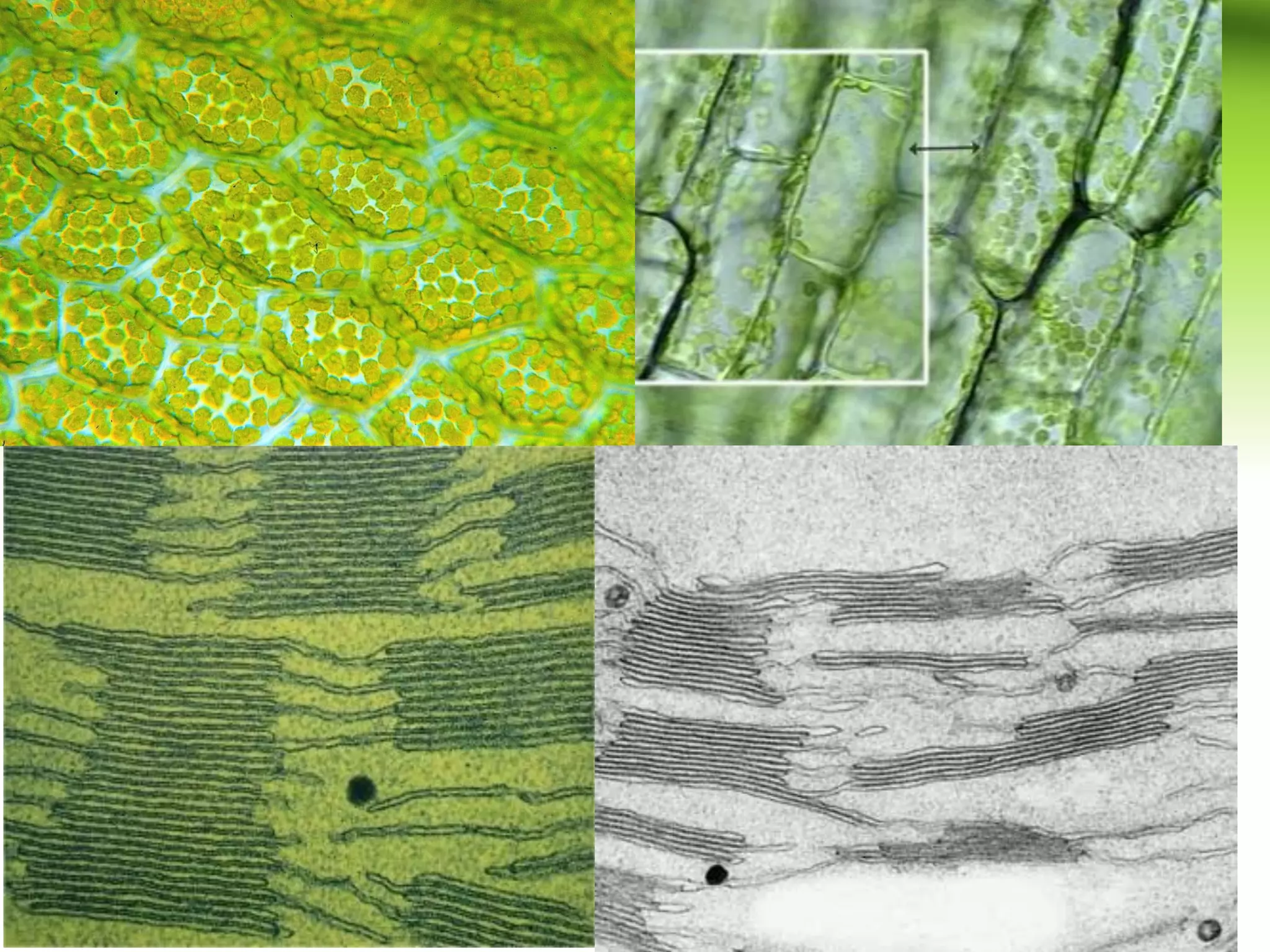 1) คลอโรพลาสต์ (Chloroplast)
 