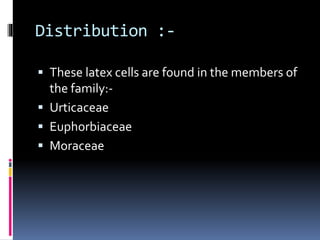 Distribution :-
These latex cells are found in the members of
the family:-
Urticaceae
Euphorbiaceae
Moraceae