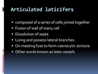 Articulated laticifers
composed of a series of cells joined together
Fusion of wall of many cell
Dissolution of septa
Living and possess lateral branches.
On meeting fuse to form coenocytic strcture.
Other words known as latex vessels