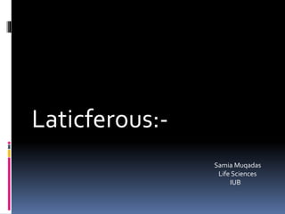 Laticferous:-
Samia Muqadas
Life Sciences
IUB
 