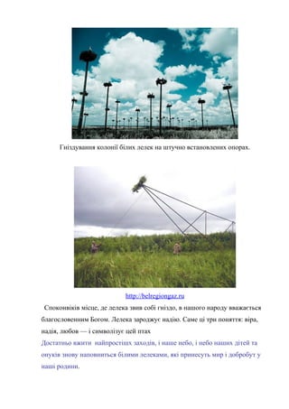 Гніздування колонії білих лелек на штучно встановлених опорах.
http://belregiongaz.ru
Споконвіків місце, де лелека звив собі гніздо, в нашого народу вважається
благословенним Богом. Лелека зароджує надію. Саме ці три поняття: віра,
надія, любов — і символізує цей птах
Достатньо вжити найпростішх заходів, і наше небо, і небо наших дітей та
онуків знову наповниться білими лелеками, які принесуть мир і добробут у
наші родини.
 