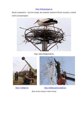 http://belregiongaz.ru
Люди створюють штучні опори, які повинні замінити білим лелекам стовпи
ліній електромереж.
http://moe-belgorod.ru
http://vettips.ru http://retina.news.mail.ru
Для лелек плетуть нові гнізда
 