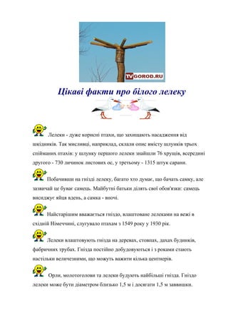 Цікаві факти про білого лелеку
Лелеки - дуже корисні птахи, що захищають насадження від
шкідників. Так мисливці, наприклад, склали опис вмісту шлунків трьох
спійманих птахів: у шлунку першого лелеки знайшли 76 хрущів, всередині
другого - 730 личинок листових ос, у третьому - 1315 штук сарани.
Побачивши на гнізді лелеку, багато хто думає, що бачать самку, але
зазвичай це буває самець. Майбутні батьки ділять свої обов'язки: самець
висиджує яйця вдень, а самка - вночі.
Найстарішим вважається гніздо, влаштоване лелеками на вежі в
східній Німеччині, слугувало птахам з 1549 року у 1930 рік.
Лелеки влаштовують гнізда на деревах, стовпах, дахах будинків,
фабричних трубах. Гнізда постійно добудовуються і з роками стають
настільки величезними, що можуть важити кілька центнерів.
Орли, молотоголови та лелеки будують найбільші гнізда. Гніздо
лелеки може бути діаметром близько 1,5 м і досягати 1,5 м заввишки.
 