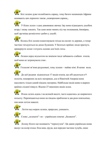 Білі лелеки дуже полюбляють сарану, тому багато мешканців Африки
називають цих пернатих також „пожирачами сарани„.
У білих лелек є одна дивовижна звичка: їжу вони підкидають дзьобом
вгору і знову ловлять. Так само вони чинять під час полювання, ймовірно,
щоб зручніше розмістити здобич у дзьобі.
Колись білі лелеки влаштовували гнізда на скелях та деревах, а тепер
частіше гніздуються на дахах будинків. У багатьох країнах люди прагнуть
привернути лелек і готують основи для їхніх гнізд.
Лелеки перед відльотом на зимівлю іноді забивають слабких птахів,
щоб вони не затримували стаю .
Голосові зв’язки редуковані, тому лелеки – майже німі. В немає вола.
До цієї родини відноситься 17 видів птахів, що об'єднуються в 9
пологів, поширених на всіх материках, але в Північній Америці вони
населяють тільки самий південь материка. Найбільше видів живе в жарких
країнах східної півкулі. Відомо 27 викопних видів лелек.
Птахи летять вдень і на великій висоті, часто вдаючись до ширяючого
польоту. Переміщаються вони на південь приблизно в два рази повільніше,
ніж вони летіли навесні.
Летіти над морем лелеки, природно, уникають.
Слово „лелекати”- по – українськи означає „балакати”.
Лелеку білого ще називають “чорногузом”. Ця давня українська назва
вказує на колір птаха: біла шия, груди, вся передня частина тулуба, лише
 