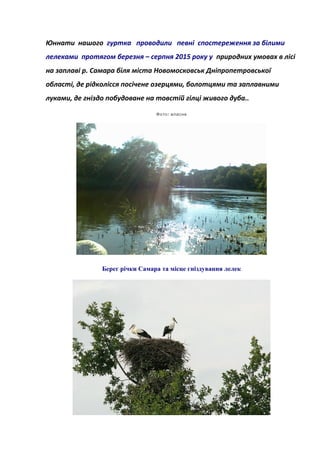 Юннати нашого гуртка проводили певні спостереження за білими
лелеками протягом березня – серпня 2015 року у природних умовах в лісі
на заплаві р. Самара біля міста Новомосковськ Дніпропетровської
області, де рідколісся посічене озерцями, болотцями та заплавними
луками, де гніздо побудоване на товстій гілці живого дуба..
:Фото власне
Берег річки Самара та місце гніздування лелек
 