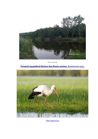 :Фото власне
Типовий природний біотоп для білого лелеки болотисті луки,
http://paon.at.ua
 