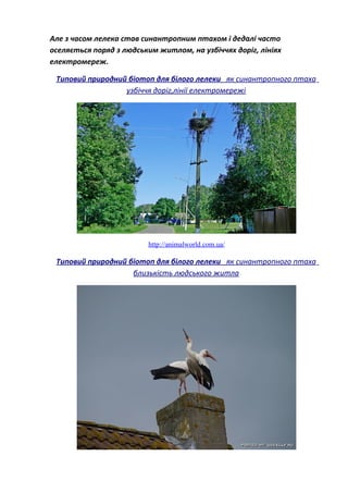 Але з часом лелека став синантропним птахом і дедалі часто
оселяється поряд з людським житлом, на узбіччях доріг, лініях
електромереж.
Типовий природний біотоп для білого лелеки як синантропного птаха
узбіччя доріг,лінії електромережі
http://animalworld.com.ua/
Типовий природний біотоп для білого лелеки як синантропного птаха
близькість людського житла
 