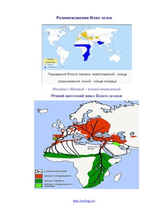 Розповсюдження білих лелек
Матеріал з Вікіпедії – вільної енциклопедії
Річний життєвий цикл білого лелеки
http://byology.ru/
 