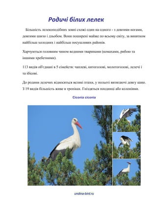 Родичі білих лелек
Більшість лелекоподібних зовні схожі один на одного - з довгими ногами,
довгими шиєю і дзьобом. Вони поширені майже по всьому світу, за винятком
найбільш холодних і найбільш посушливих районів.
Харчуються головним чином водними тваринами (комахами, рибою та
іншими хребетними).
113 видів об'єднані в 5 сімейств: чаплеві, китоголові, молотоголові, лелечі і
та ібісові.
До родини лелечих відносяться великі птахи, у польоті витягаючі довгу шию.
З 19 видів більшість живе в тропіках. Гніздяться поодинці або колоніями.
Ciconia ciconia
undina-bird.ru
 