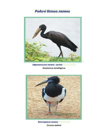 Родичі білого лелеки
Африканський лелека - разіня
Anastomus lamelligerus
Білочеревий лелека
Ciconia abdimii
 