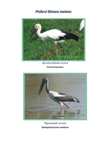 Родичі білого лелеки
Далекосхідний лелека
Ciconia boyciana
Чорношиїй лелека
Ephippiorhynchus asiaticus
 