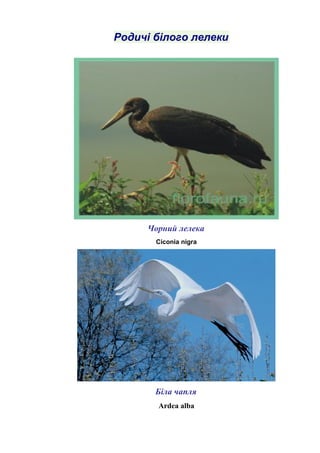 Родичі білого лелеки
Чорний лелека
Ciconia nigra
Біла чапля
Ardea alba
 
