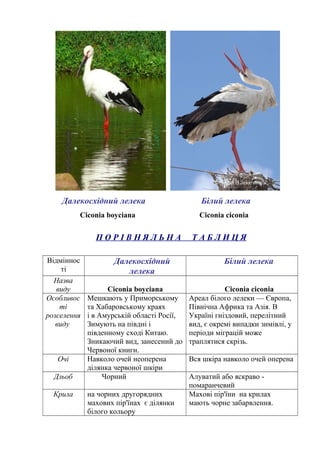Далекосхідний лелека Білий лелека
Ciconia boyciana Ciconia ciconia
П О Р І В Н Я Л Ь Н А Т А Б Л И Ц Я
Відміннос
ті
Далекосхідний
лелека
Білий лелека
Назва
виду Ciconia boyciana Ciconia ciconia
Особливос
ті
розселення
виду
Мешкають у Приморському
та Хабаровському краях
і в Амурській області Росії,
Зимують на півдні і
південному сході Китаю.
Зникаючий вид, занесений до
Червоної книги.
Ареал білого лелеки — Європа,
Північна Африка та Азія. В
Україні гніздовий, перелітний
вид, є окремі випадки зимівлі, у
періоди міграцій може
траплятися скрізь.
Очі Навколо очей неоперена
ділянка червоної шкіри
Вся шкіра навколо очей оперена
Дзьоб Чорний Алуватий або яскраво -
помаранчевий
Крила на чорних другорядних
махових пір'їнах є ділянки
білого кольору
Махові пір'їни на крилах
мають чорне забарвлення.
 