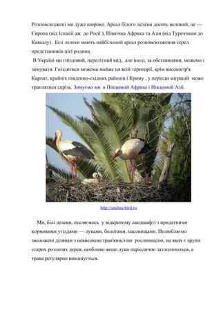 Розповсюджені ми дуже широко. Ареал білого лелеки досить великий, це —
Європа (від Іспанії аж до Росії ), Північна Африка та Азія (від Туреччини до
Кавказу) . Білі лелеки мають найбільший ареал розповсюдження серед
представників цієї родини.
В Україні ми гніздовий, перелітний вид, але іноді, за обставинами, можемо і
зимувати. Гніздитися можемо майже на всій території, крім високогір'я
Карпат, крайніх південно-східних районів і Криму , у періоди міграцій може
траплятися скрізь. Зимуємо ми в Південній Африці і Південній Азії.
http://undina-bird.ru
Ми, білі лелеки, оселяємось у відкритому ландшафтi з придатними
кормовими угіддями — луками, болотами, пасовищами. Полюбляємо
зволожені ділянки з невисокою трав'янистою рослинністю, на яких є групи
старих розлогих дерев, особливо якщо луки періодично затоплюються, а
трава регулярно викошується.
 