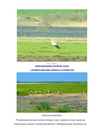 :Фото власне
місця існування для білих лелек
– відкриті простори лісової та степової зон.
http://zoo-eco.zooclub.ru
Розорювання заплави значно погіршує наші кормові угіддя, також ми
намагаємось уникати високої рослинності. Найкращі місця існування для
 
