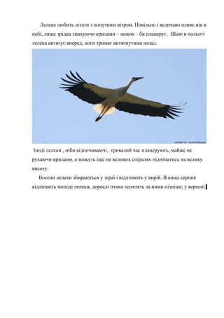 Лелека любить літати з попутним вітром. Повільно і величаво пливе він в
небі, лише зрідка змахуючи крилами – немов – би планерує. Шию в польоті
лелека витягує вперед, ноги тримає витягнутими назад.
Іноді лелеки , ніби відпочиваючі, тривалий час планерують, майже не
рухаючи крилами, а можуть іще на великих спіралях підніматись на велику
висоту.
Восени лелеки збираються у зграї і відлітають у вирій. В кінці серпня
відлітають молоді лелеки, дорослі птахи полетять за ними пізніше, у вересні.
 