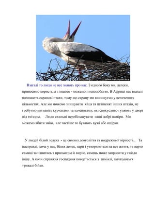 Взагалі то люди не все знають про нас. З одного боку ми, лелеки,
приносимо користь, а з іншого - можемо і неподобство. В Африці нас взагалі
називають саранові птахи, тому що сарану ми винищуємо у величезних
кількостях. Але ми можемо знищувати яйця та пташенят інших птахів, не
гребуємо ми навіть курчатами та каченятами, які спокусливо гуляють у дворі
під гніздом. Люди схильні перебільшувати наші добрі наміри. Ми
можемо вбити змію, але частіше то бувають вужі або ящірки.
У людей білий лелека - це символ довголіття та подружньої вірності… Та
насправді, хоча у нас, білих лелек, пари і утворюються на все життя, та варто
самиці запізнитись з прильотом із вирію, самець може запросити у гніздо
іншу. А коли справжня господиня повертається з зимівлі, зав'язуються
тривалі бійки.
 