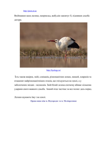 http://paon.at.ua
Впіймавши щось велике, наприклад, жабу,він заковтує її, піднявши дзьоба
догори.
http://byology.ru/
Їсть також ящірок, змій, слимаків, різноманітних комах, мишей, ховрахів та
пташенят найрізноманітніших птахів, що гніздуються на землі, а у
заболочених місцях - молюсків. Змій білий лелека спочатку вбиває кількома
ударами свого важкого дзьоба. Інший птах частіше за все полює десь поряд.
Лелеки шукають їжу і на землі.
Орана нива між м. Підгороднє та м. Меліоративне
 