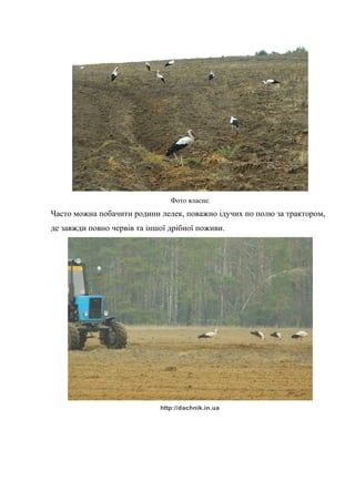 Фото власне.
Часто можна побачити родини лелек, поважно ідучих по полю за трактором,
де завжди повно червів та іншої дрібної поживи.
http://dachnik.in.ua
 