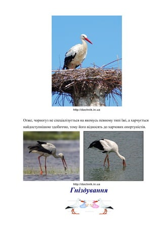 http://dachnik.in.ua
Отже, чорногуз не спеціалізується на якомусь певному типі їжі, а харчується
найдоступнішою здобиччю, тому його відносять до харчових опортуністів.
http://dachnik.in.ua
Гніздування
 