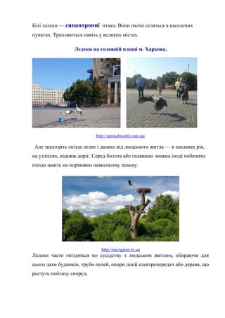 Білі лелеки — синантропні птахи. Вони охоче селяться в населених
пунктах. Трапляються навіть у великих містах.
Лелеки на головній площі м. Харкова.
http://animalworld.com.ua/
Але знаходять гнізда лелек і далеко від людського житла — в заплавах рік,
на узліссях, вздовж доріг. Серед болота або галявини можна іноді побачити
гніздо навіть на порівняно невисокому пеньку.
http://navigator.rv.ua
Лелеки часто гніздяться по сусідству з людським житлом, обираючи для
цього дахи будинків, труби печей, опори ліній електропередач або дерева, що
ростуть поблизу споруд.
 