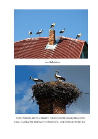 http://dachnik.in.ua
Вони обирають для гнізд відкриті та напіввідкриті ландшафти, високі
місця, звідки добре проглядається місцевість. Іноді можна помітити цілі
 