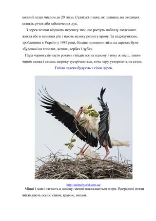 колонії лелек числом до 20 гнізд. Селяться птахи, як правило, на околицях
ставків, річок або заболочених лук.
З дерев лелеки віддають перевагу тим, що ростуть поблизу людського
житла або в заплавах рік і мають велику розлогу крону. За підрахунками,
зробленими в Україні у 1987 році, більше половини гнізд на деревах були
збудовані на тополях, ясенах, вербах i дубах.
Пара чорногузів часто роками гніздиться на одному і тому ж місці, таким
чином самка і самець щороку зустрічаються, хоча пару утворюють на сезон.
Гніздо лелеки будують з гілок дерев.
http://animalworld.com.ua/
Міцні і довгі лягають в основу, менші накладаються згори. Всередині птахи
вистилають оселю сіном, травою, мохом.
 