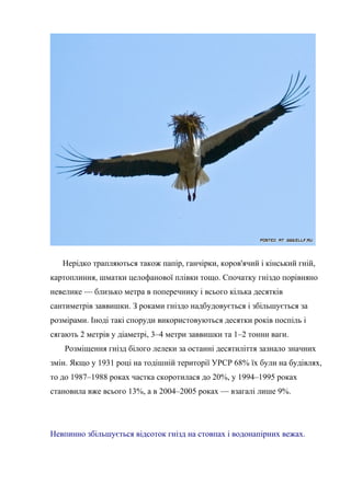 Нерідко трапляються також папір, ганчірки, коров'ячий і кінський гній,
картоплиння, шматки целофанової плівки тощо. Спочатку гніздо порівняно
невелике — близько метра в поперечнику і всього кілька десятків
сантиметрів заввишки. З роками гніздо надбудовується і збільшується за
розмірами. Іноді такі споруди використовуються десятки років поспіль і
сягають 2 метрів у діаметрі, 3–4 метри заввишки та 1–2 тонни ваги.
Розміщення гнізд білого лелеки за останні десятиліття зазнало значних
змін. Якщо у 1931 році на тодішній території УРСР 68% їх були на будівлях,
то до 1987–1988 роках частка скоротилася до 20%, у 1994–1995 роках
становила вже всього 13%, а в 2004–2005 роках — взагалі лише 9%.
Невпинно збільшується відсоток гнізд на стовпах і водонапірних вежах.
 