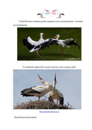 У віці близько чотирьох років чорногуз стає статевозрілим і готовим
до спарювання.
У шлюбний період білі лелеки чистять одне одному пір'я.
http://animalworld.com.ua
Злучаються кілька разів.
 