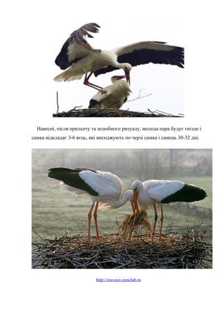 Навесні, після прильоту та шлюбного ритуалу, молода пара будує гніздо і
самка відкладає 3-6 яєць, які висиджують по черзі самка і самець 30-32 дні.
http://zoo-eco.zooclub.ru
 