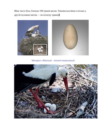 Яйце чисто біле, близько 100 грамів вагою. З'являються яйця в гніздах у
другій половині квітня — на початку травня.
Матеріал з Вікіпедії – вільної енциклопедії
 