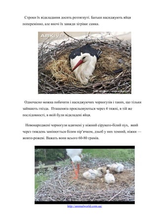 Строки їх відкладання досить розтягнуті. Батьки насиджують яйця
поперемінно, але вночі їх завжди зігріває самка.
Одночасно можна побачити і насиджуючих чорногузів і таких, що тільки
займають гнізда. Пташенята прокльовуються через 4 тижні, в тій же
послідовності, в якій були відкладені яйця.
Новонароджені чорногузи вдягнені у ніжний сірувато-білий пух, який
через тиждень замінюється білим пір’ячком, дзьоб у них темний, ніжки —
жовто-рожеві. Важать вони всього 60-80 грамів.
http://animalworld.com.ua/
 