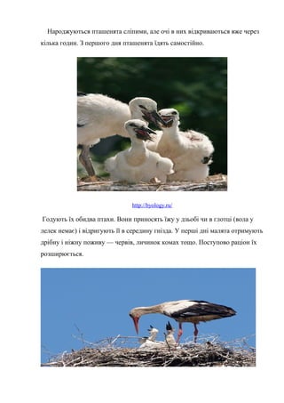 Народжуються пташенята сліпими, але очі в них відкриваються вже через
кілька годин. З першого дня пташенята їдять самостійно.
http://byology.ru/
Годують їх обидва птахи. Вони приносять їжу у дзьобі чи в глотці (вола у
лелек немає) і відригують її в середину гнізда. У перші дні малята отримують
дрібну і ніжну поживу — червів, личинок комах тощо. Поступово раціон їх
розширюється.
 