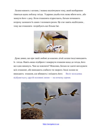 Лелеки воюють з котами, і можна поспівчувати тому, який необережно
з'явиться вдень поблизу гнізда. Ударами дзьоба птах може вбити кота , або
зкинути його з даху. Коли пташенята підростають, батьки починають
потроху залишати їх самих і полювати разом. Це стає навіть необхідним ,
тому що пташенята потребують все більше їжі.
Дуже дивно, що при такій любові до власних дітей лелеки іноді викидають
їх гнізда. Навіть якщо підібрати і повернути пташеня назад до гнізда, його
все одно викинуть. Чим це пояснити? Можливо, батьки не здатні вигодувати
всіх пташенят, або викидають слабкого чи хворого. Іноді лелеки не
викидають пташеня, але вбивають і поїдають його. Виліт молодняка
відбувається у другій половині липня — на початку серпня.
http://navigator.rv.ua
 