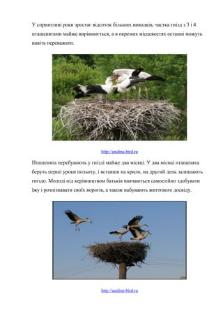У сприятливі роки зростає відсоток більших виводків, частка гнізд з 3 і 4
пташенятами майже вирівнюється, а в окремих місцевостях останні можуть
навіть переважати.
http://undina-bird.ru
Пташенята перебувають у гнізді майже два місяці. У два місяці пташенята
беруть перші уроки польоту, і вставши на крило, на другий день залишають
гніздо. Молоді під керівництвом батьків навчаються самостійно здобувати
їжу і розпізнавати своїх ворогів, а також набувають життєвого досвіду.
http://undina-bird.ru
 